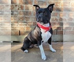 Small #6 Staffordshire Bull Terrier