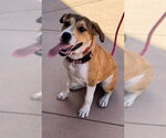 Small #3 Beagle Mix