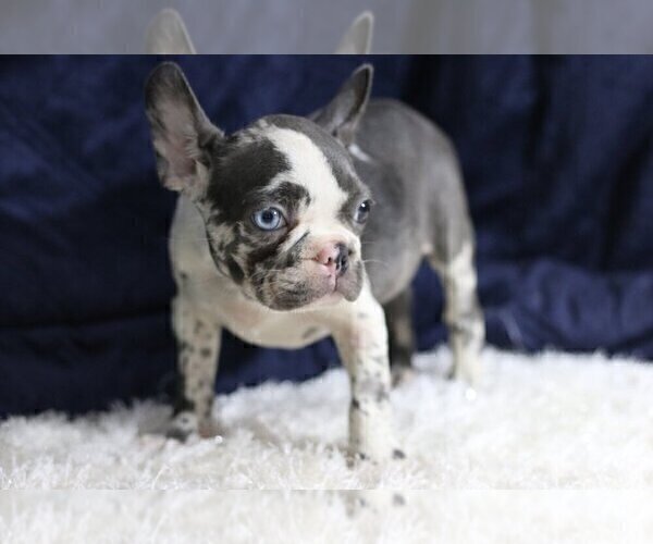 Medium Photo #4 French Bulldog Puppy For Sale in COUNTRY PARK ACRES, NC, USA