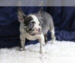Small Photo #4 French Bulldog Puppy For Sale in COUNTRY PARK ACRES, NC, USA