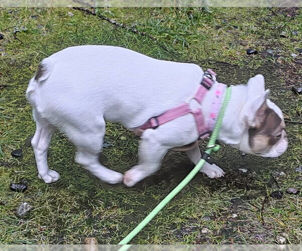 Medium Photo #6 French Bulldog Puppy For Sale in Olalla, WA, USA