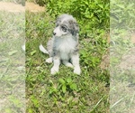 Small Photo #4 Aussiedoodle Puppy For Sale in VANCEBURG, KY, USA
