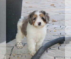 Bernedoodle (Miniature) Puppy for sale in EPHRATA, PA, USA