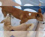 Small #25 Saluki-Whippet Mix