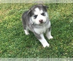 Small Photo #6 Siberian Husky Puppy For Sale in GLENDALE, AZ, USA