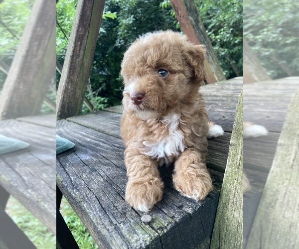 Medium Photo #13 Poodle (Miniature) Puppy For Sale in WEST ALEXANDRIA, OH, USA