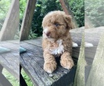 Small #12 Poodle (Miniature)