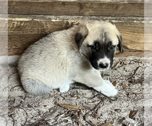 Anatolian Shepherd Puppy for sale in FORT WHITE, FL, USA