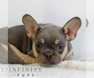 French Bulldog Puppy for sale in EPHRATA, PA, USA
