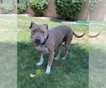 Small #11 Chinese Shar-Pei Mix