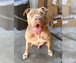 Small #3 American Staffordshire Terrier Mix