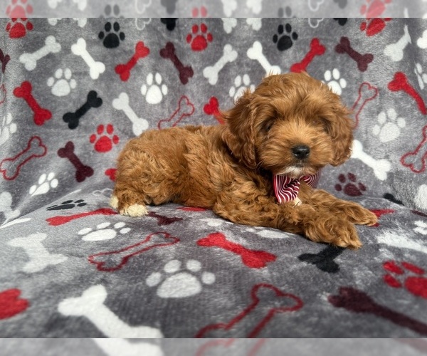 Medium Photo #7 Cockapoo (Miniature) Puppy For Sale in LAKELAND, FL, USA