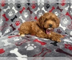 Small #6 Cockapoo (Miniature)