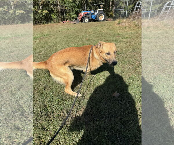 Medium Photo #2 German Shepherd Dog-Unknown Mix Puppy For Sale in Sparta, TN, USA