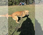 Small #1 German Shepherd Dog Mix