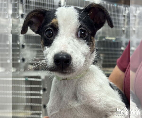 Medium Photo #3 Mutt Puppy For Sale in Washington, DC, USA