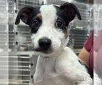 Small #2 Mutt