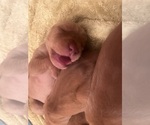 Small #12 Vizsla