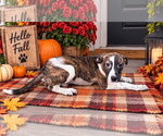 Bentley - Male Australian Shepherd-Beagle Mix Dog for Adoption - Small photo