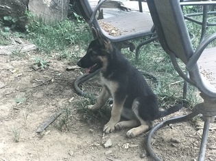 German Shepherd Dog Puppy for sale in FALLSTON, MD, USA
