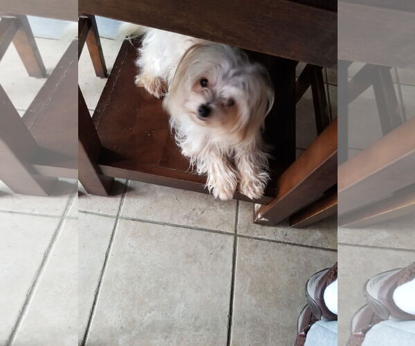 Medium Photo #2 Maltese-Unknown Mix Puppy For Sale in Mount Laurel, NJ, USA