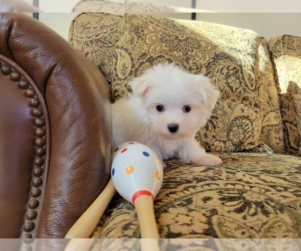 Medium Photo #2 Mal-Shi Puppy For Sale in SANTA CLARITA, CA, USA