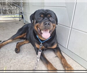 Gunner - Male Rottweiler Dog for Adoption - Photo #2