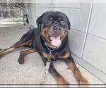Small Photo #2 Rottweiler Puppy For Sale in Hillsboro, NH, USA