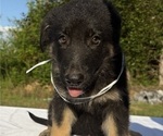 Small #6 German Shepherd Dog