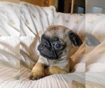 Small #1 Pug