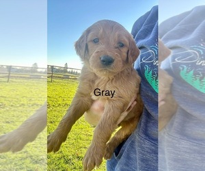 Goldendoodle Puppy for sale in WILTON, CA, USA