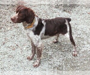 Father of the Brittany puppies born on 10/14/2025