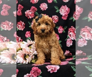 Cavapoo Puppy for sale in STEVENS, PA, USA