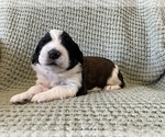 Small #1 Saint Berdoodle