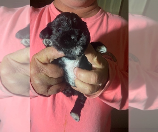 Medium Photo #8 Schnauzer (Miniature) Puppy For Sale in COMANCHE, TX, USA