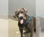 Small Mastiff Mix