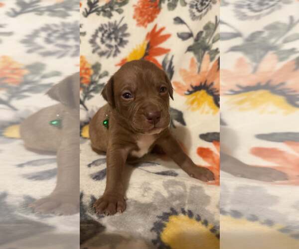 Medium Photo #1 Boxer-Unknown Mix Puppy For Sale in Holly Springs, NC, USA