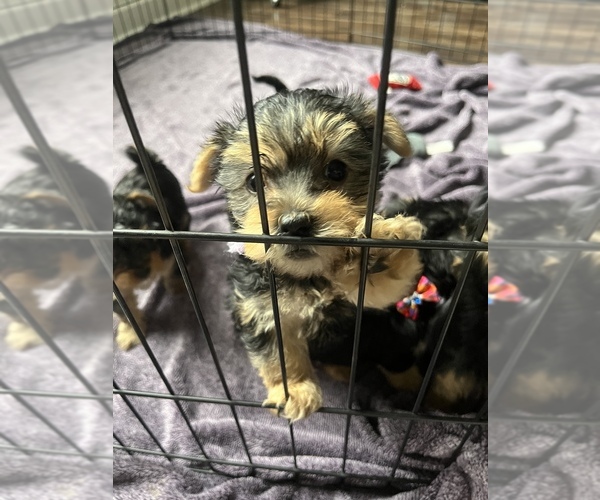 Medium Photo #4 Morkie-Yorkie-ton Mix Puppy For Sale in PLAINFIELD, IL, USA