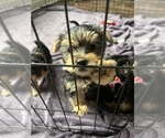 Small #3 Morkie-Yorkie-ton Mix