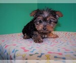 Small Photo #3 Yorkshire Terrier Puppy For Sale in PATERSON, NJ, USA