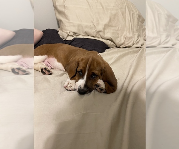 Medium Photo #1 Basset Hound Puppy For Sale in PORTLAND, TN, USA