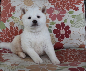 Shiba Inu Puppy for sale in SHILOH, OH, USA