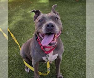 Mutt Dogs for adoption in Las Vegas, NV, USA