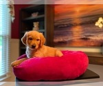 Small Photo #11 Golden Retriever Puppy For Sale in SANFORD, NC, USA