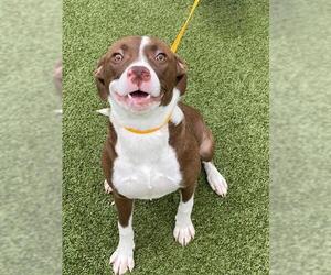 Mutt Dogs for adoption in Fayetteville, NC, USA