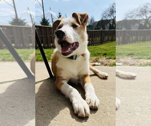 Medium Australian Shepherd Mix