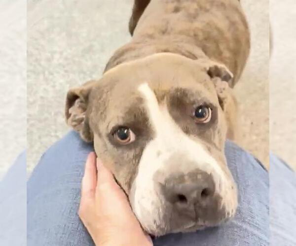 Medium Photo #2 Mutt Puppy For Sale in Houston, TX, USA