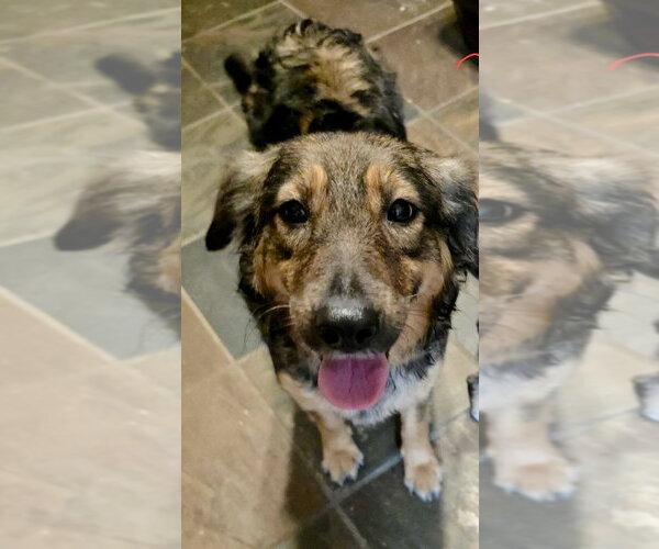 Medium Photo #8 Mutt Puppy For Sale in San Diego, CA, USA
