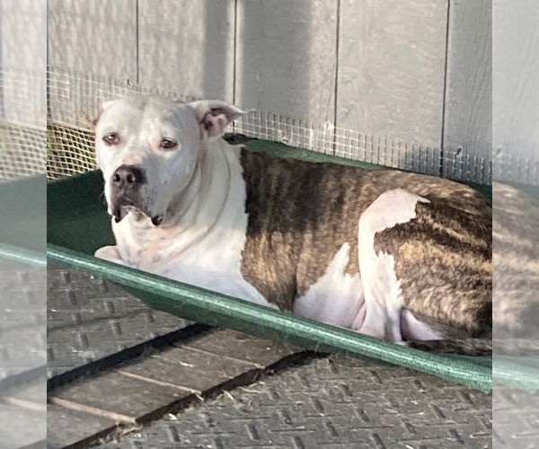 Medium Photo #2 American Bulldog-Unknown Mix Puppy For Sale in Pottstown, PA, USA