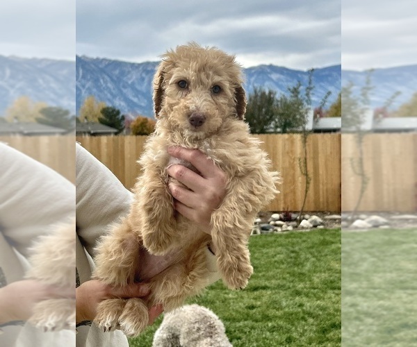 Medium Photo #25 Poodle (Standard) Puppy For Sale in GARDNERVILLE, NV, USA